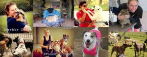 kennel auckland