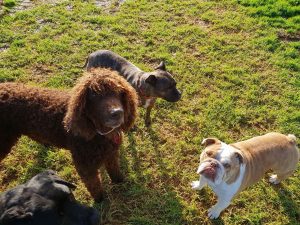 kennel nz