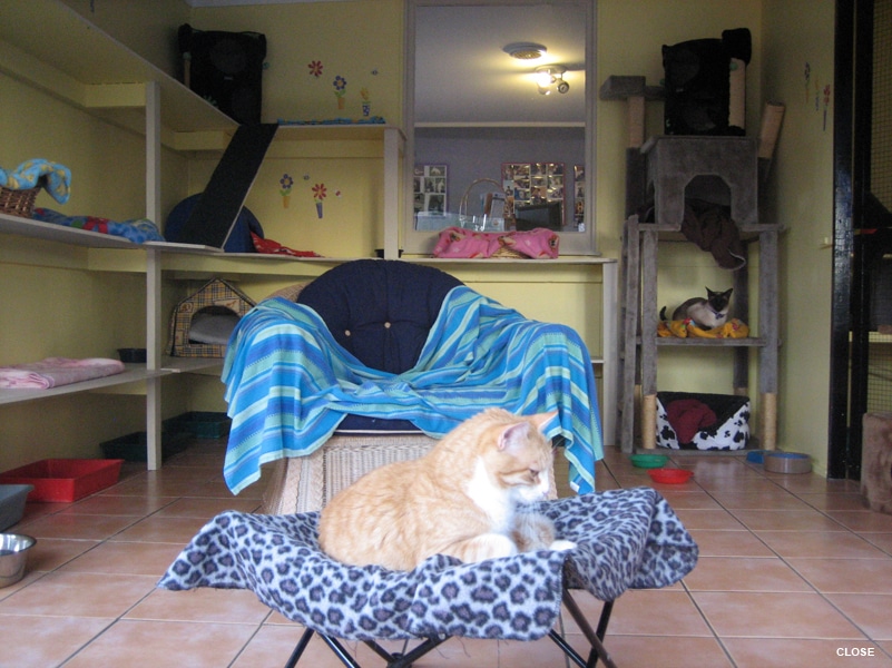 dog hotel auckland