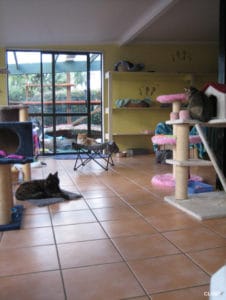 cattery near me