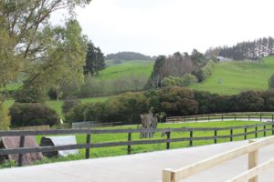 dog kennel fees