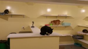 pet boarding auckland