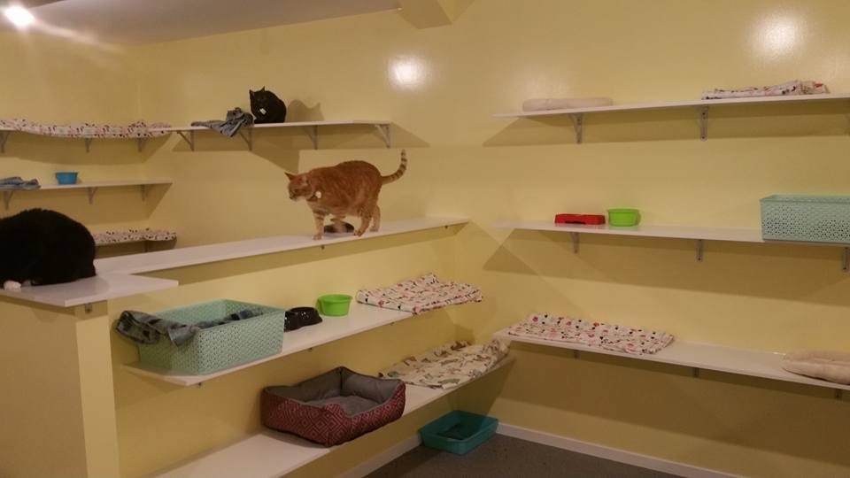 pet boarding
