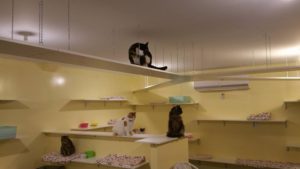 puppy daycare auckland