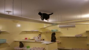 dog daycare manukau