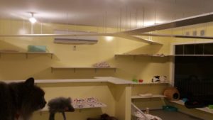 dog kennels franklin