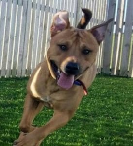 brookby dog daycare