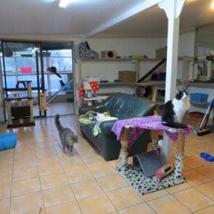kennels