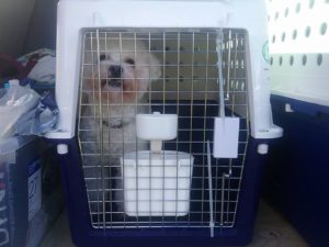 dog daycare near me