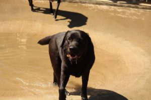 dog stay auckland