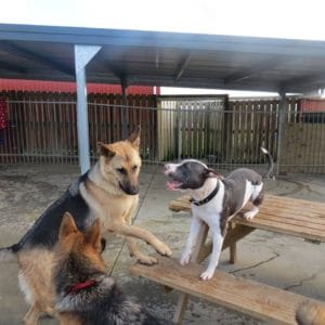 whitford dog daycare