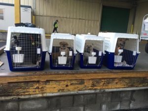 doggy daycare south auckland
