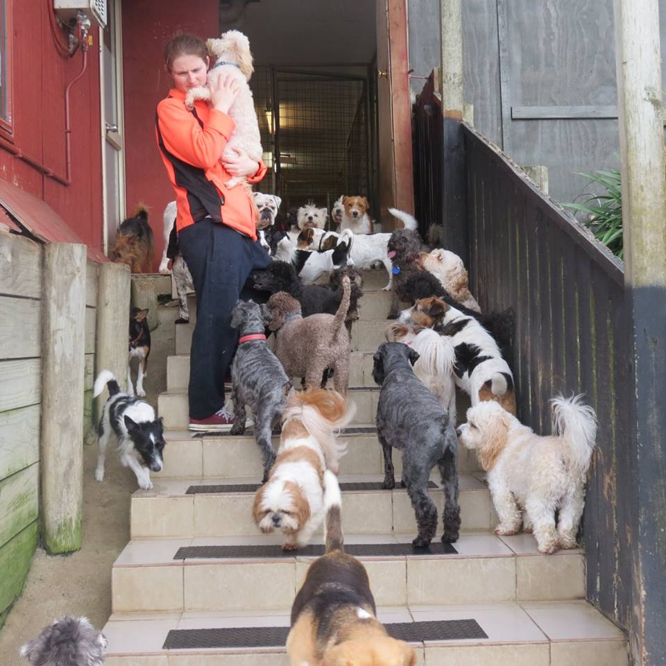 auckland kennels
