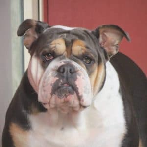 kennels south auckland