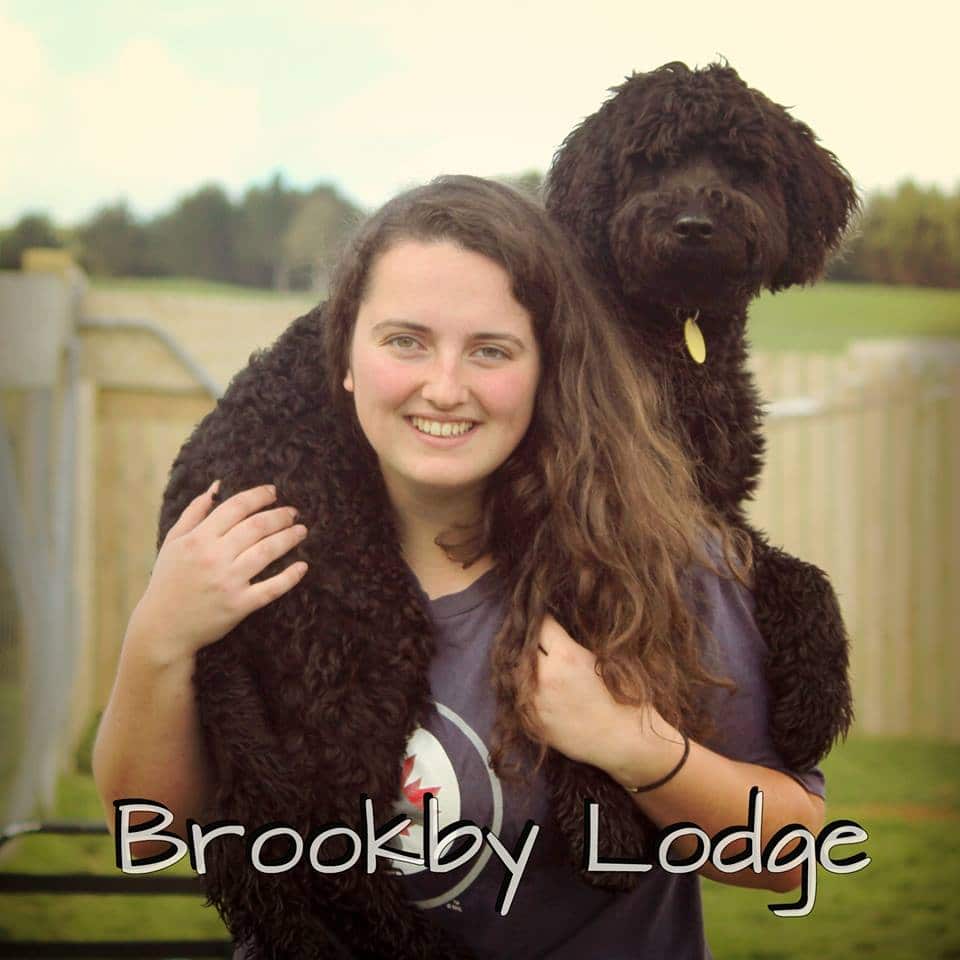 best dog kennels auckland