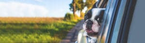 dog kennels near me
