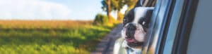 dog kennels