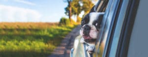 dog kennels auckland prices