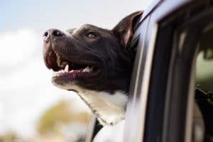 dog kennel auckland