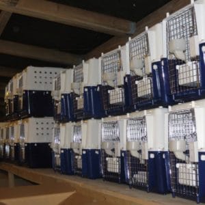 cattery