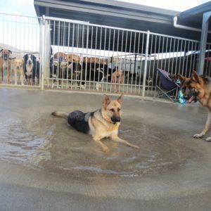 auckland kennel and cattery