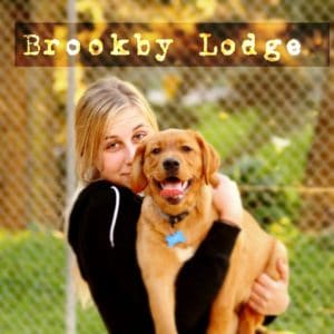 dog boarding kennels auckland