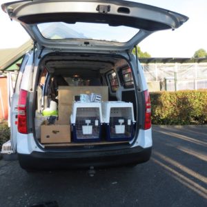 doggy daycare manukau