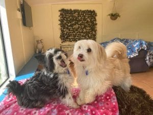 cheap pet hotel