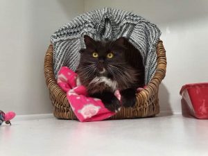 cats daycare near me