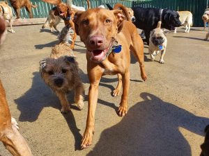 kennels dog
