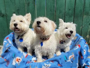 kennels for dogs
