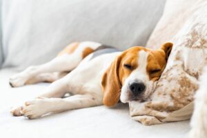 dog Tired After Boarding