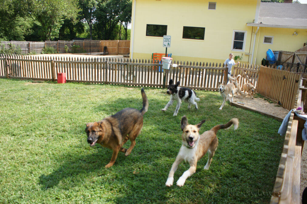 dog daycare vs boarding