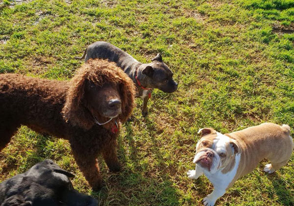 kennel nz
