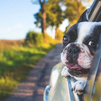 dog kennels auckland prices